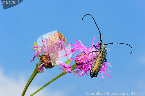 Image of Longhorn beetle on a flower. 