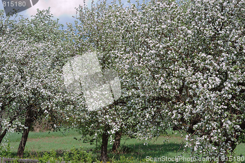 Image of Several  blossoming apple trees