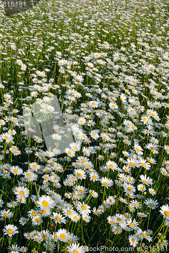 Image of Blooming meadow.