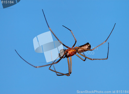Image of Spider
