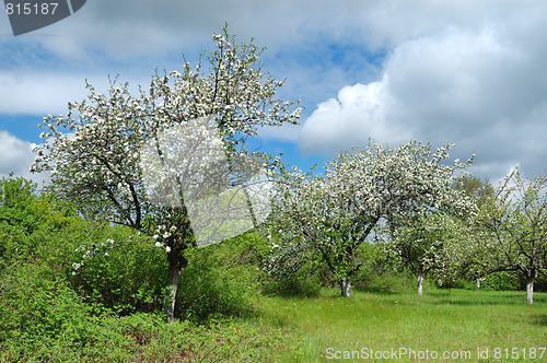 Image of Several  blossoming apple trees