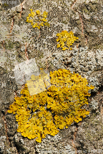 Image of Lichen