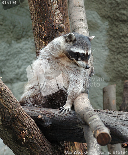 Image of Raccoon
