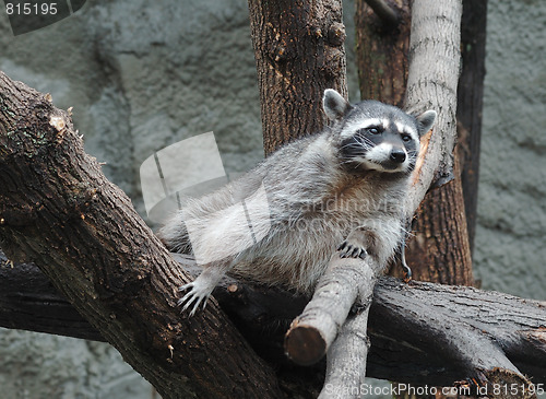 Image of Raccoon