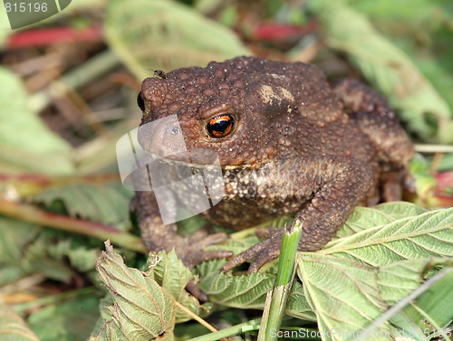 Image of Gray toad (Bufo bufo)