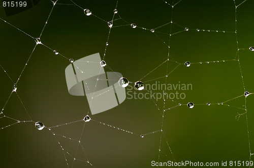 Image of Drops on the web 