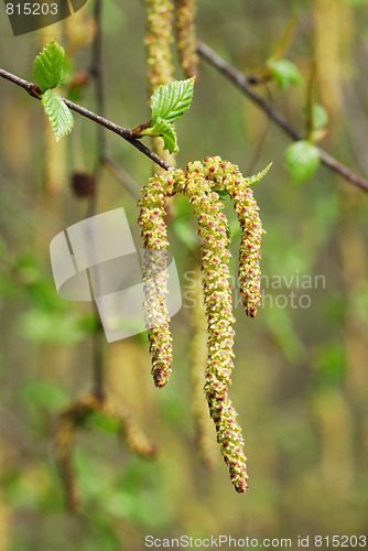 Image of Flowers birch 