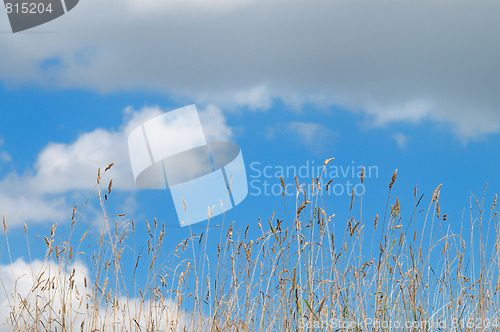 Image of Grass and sky