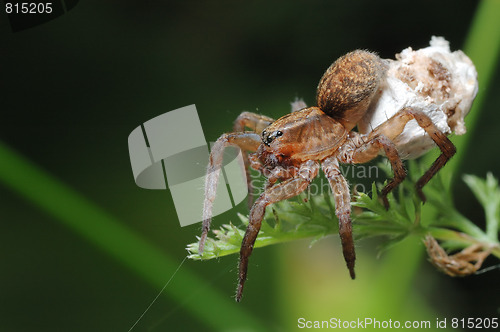 Image of Spider with a cocoon.