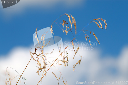 Image of Grass and sky