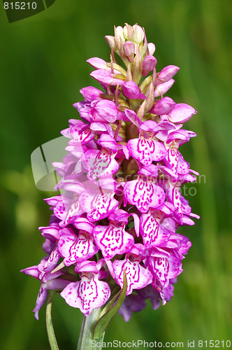 Image of Spotted Orchis (Orchis maculata)