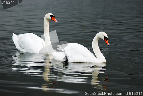 Image of Two swans