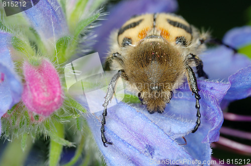 Image of Beetle on a flower