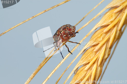 Image of Bug in the ear