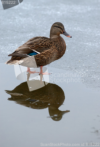 Image of Duck in winter.