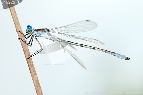 Image of Dragonfly close