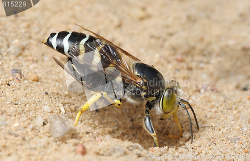 Image of Wasp Bembex rostratus with prey