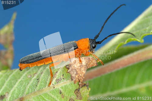 Image of Longicorn beetle on green leaf