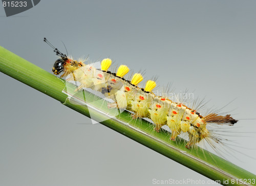 Image of Caterpillar.