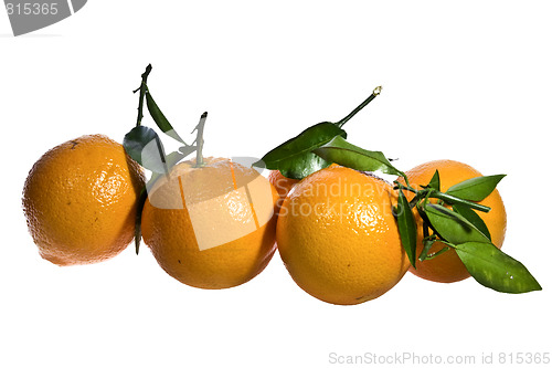 Image of Oranges