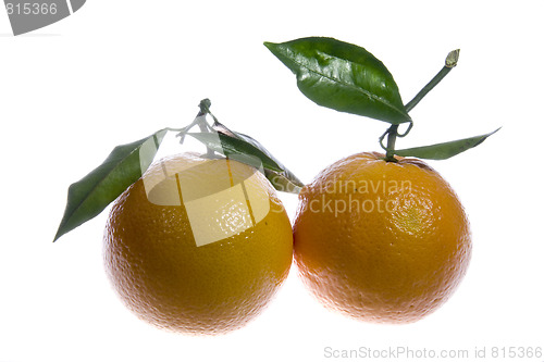 Image of Oranges