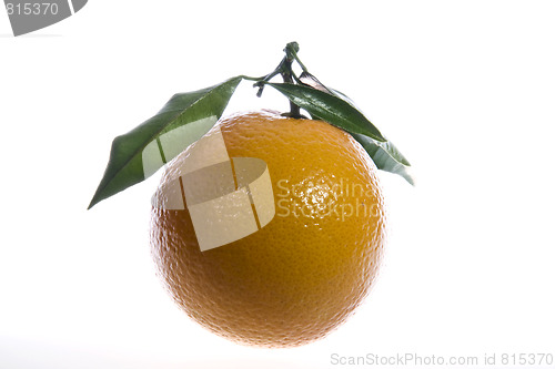 Image of Orange