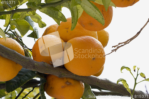 Image of Oranges