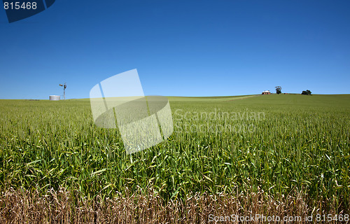 Image of field of wheat