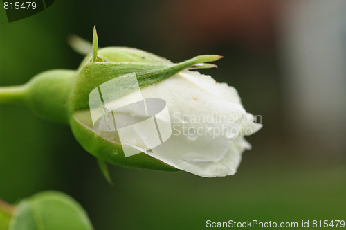 Image of perfect rosebud