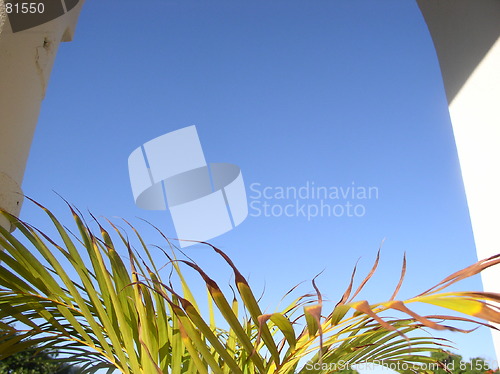 Image of Palm leaves towards sky