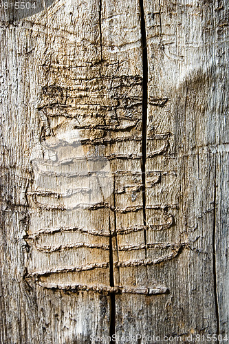 Image of Wood Worm Tracks