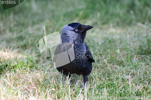 Image of Little Rook