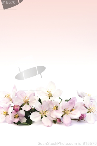 Image of Apple blossoms