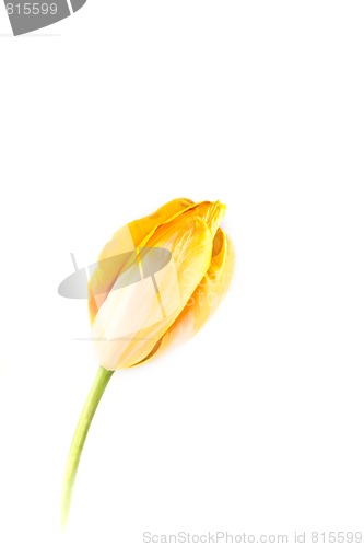 Image of Tulip 4