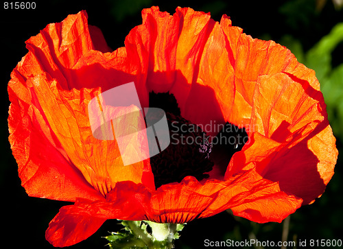 Image of Poppy