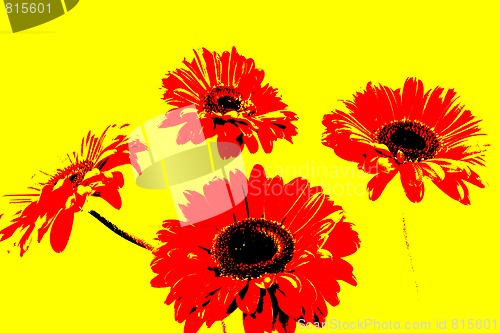 Image of Gerbera - Sunny dreams