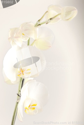 Image of Orchid - Smooth as silk