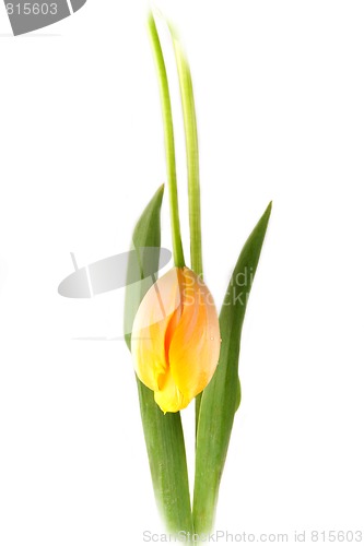 Image of Tulip 3