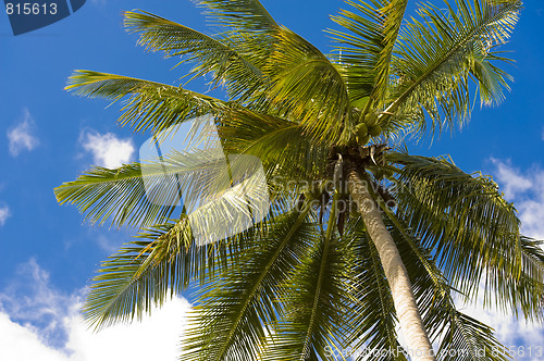 Image of palm tree against blue cloudy sky