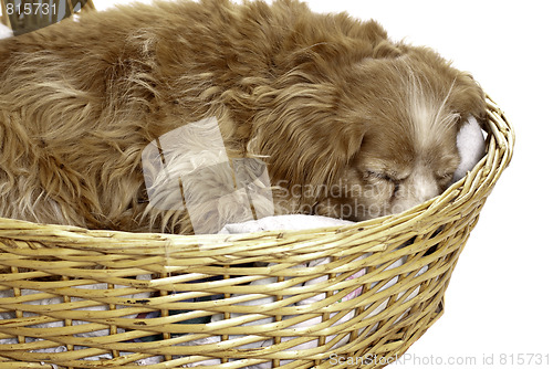 Image of Sleeping Dog