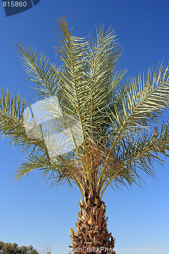 Image of The palm