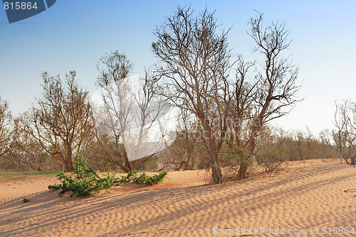 Image of The spring in the desert