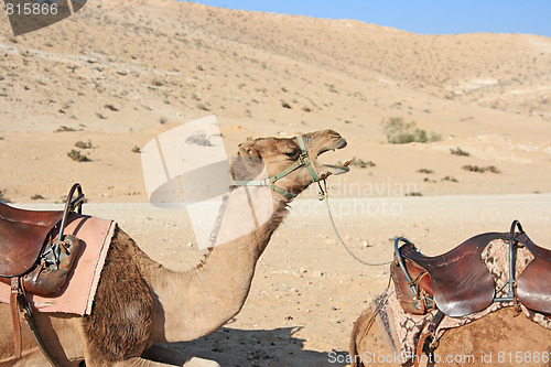 Image of Camels in the desert