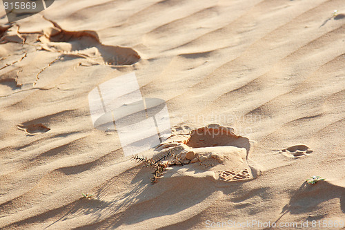 Image of The spring in the desert
