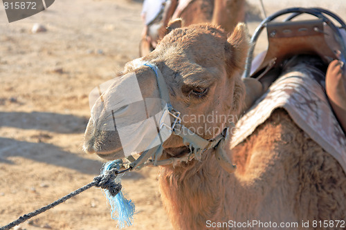 Image of Camels in the desert