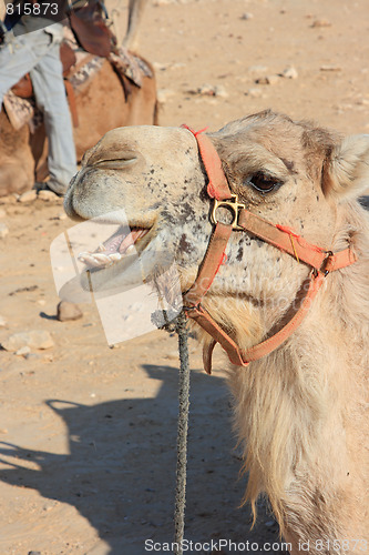 Image of Camels in the desert