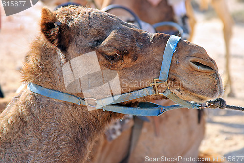 Image of Camels in the desert