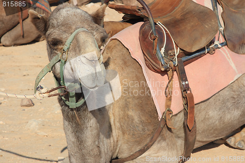 Image of Camels in the desert