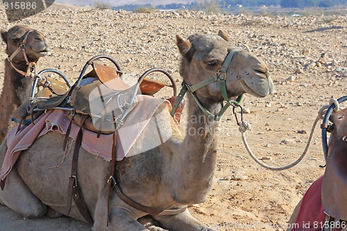 Image of Camels in the desert