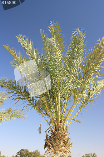 Image of The palm